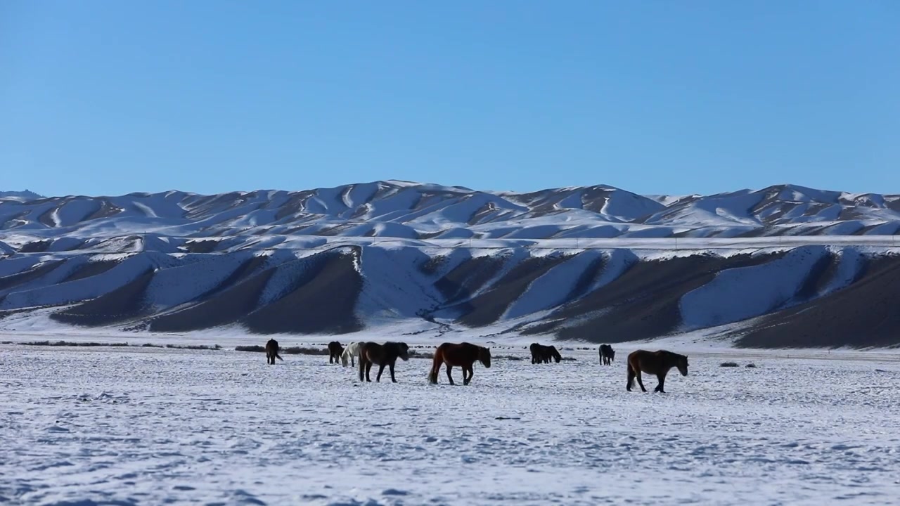 雪山下在雪地上觅食的一群马视频素材