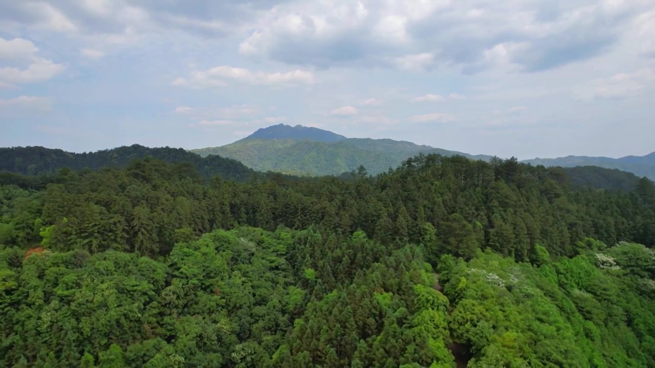 一片绿油油的森林林场视频素材