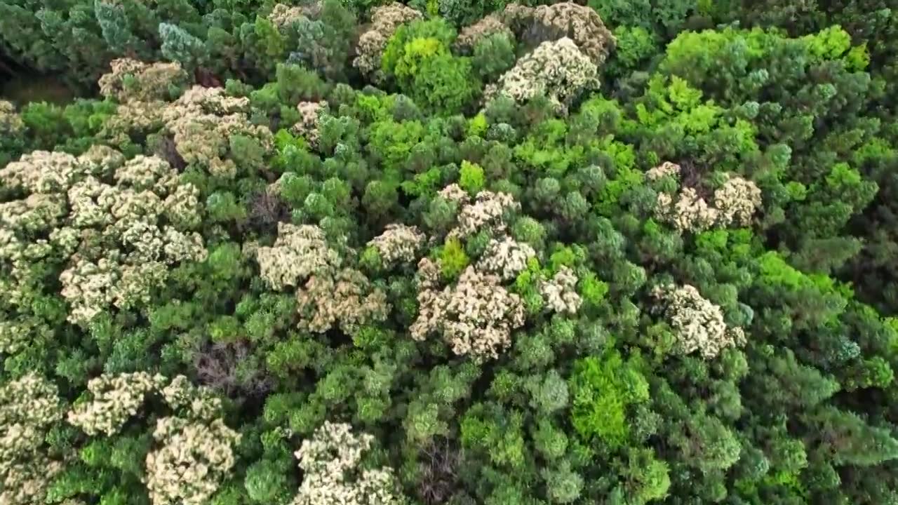 一片绿油油的森林林场视频下载