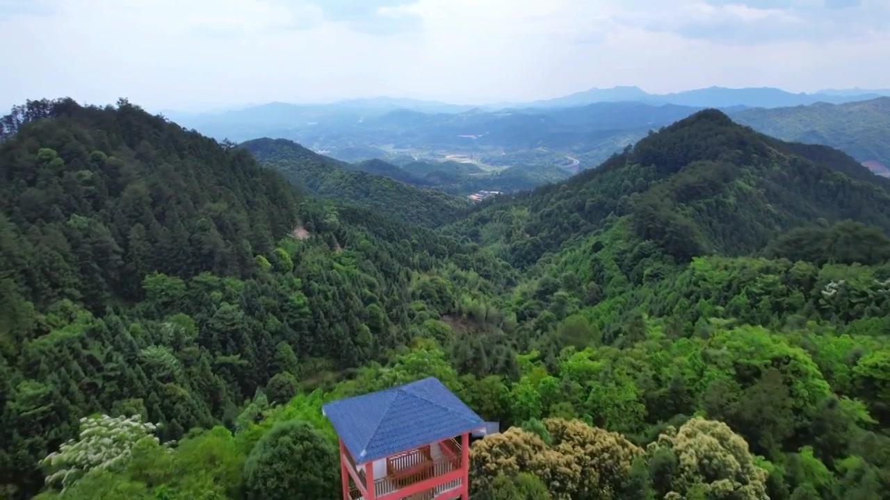 一片绿油油的森林林场视频下载