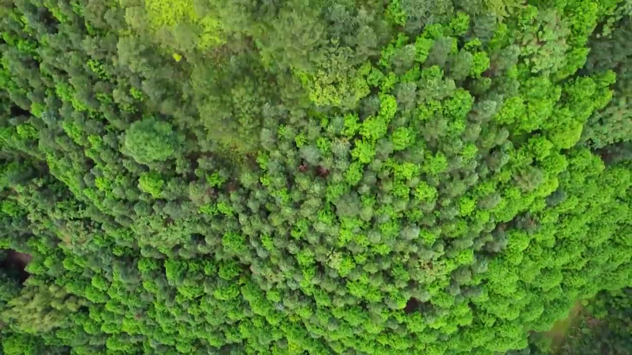 一片绿油油的森林林场视频素材