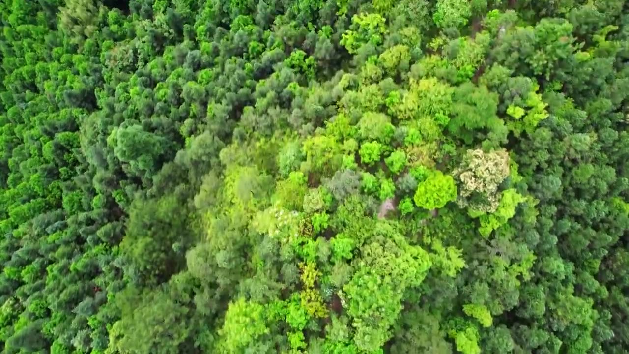 一片绿油油的森林林场视频下载