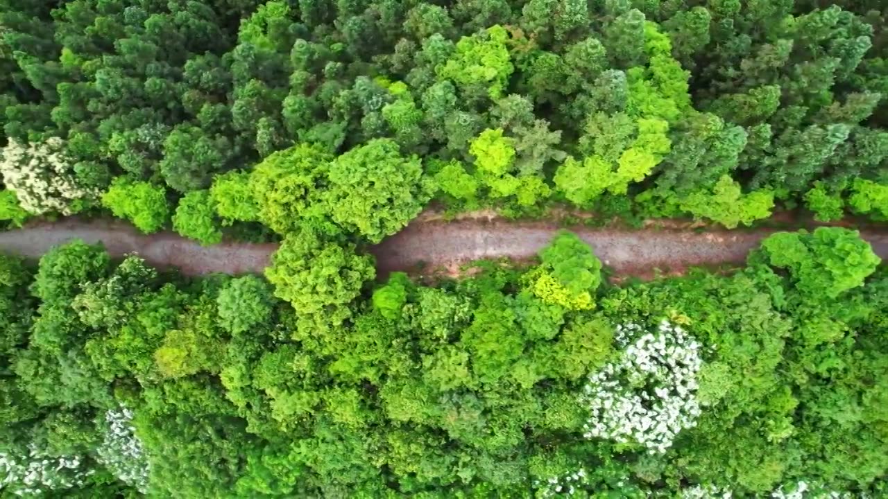 一片绿油油的森林林场视频素材