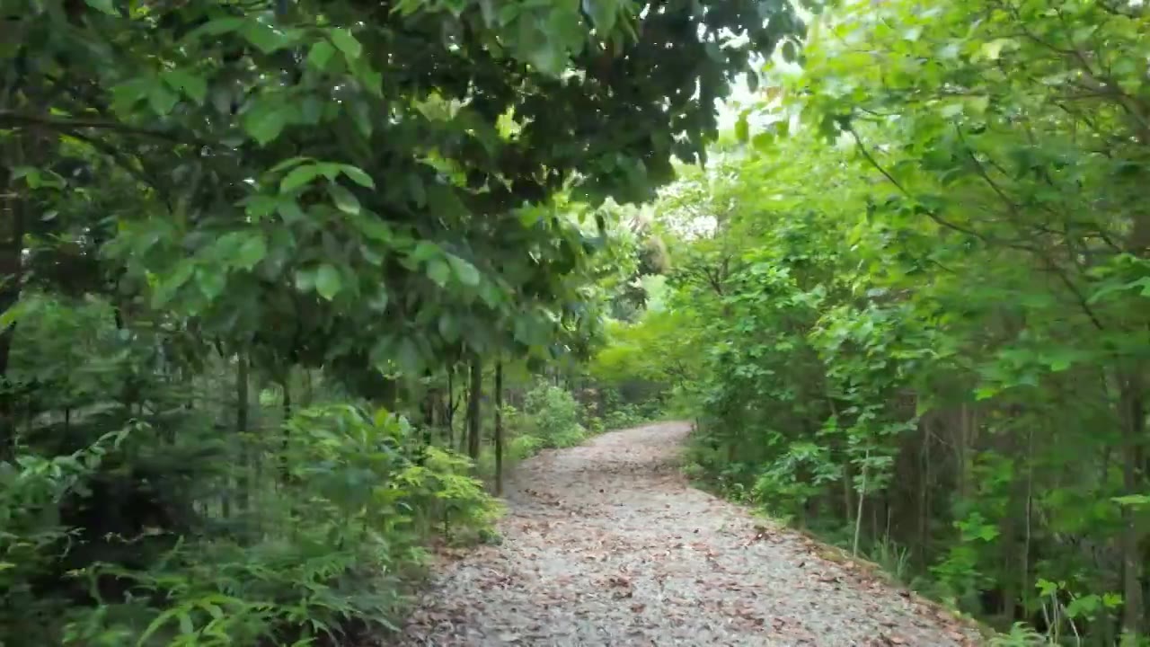 一片绿油油的森林林场视频素材