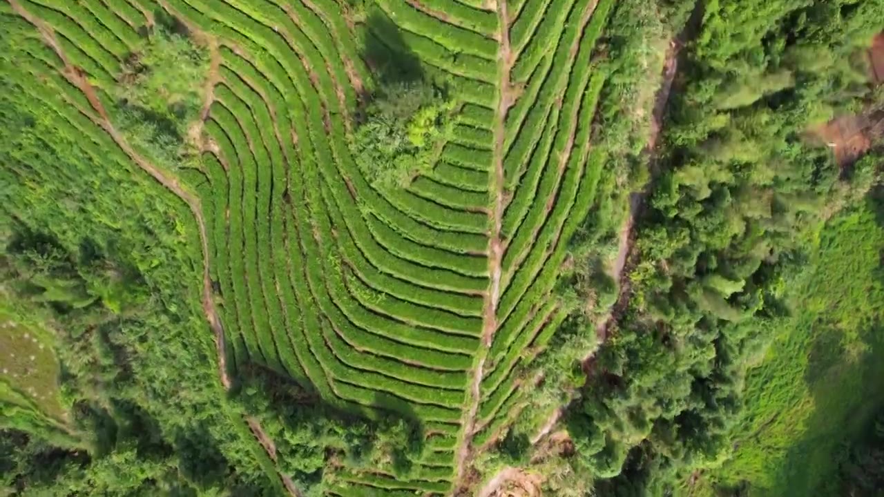 一座绿油油的茶山视频下载