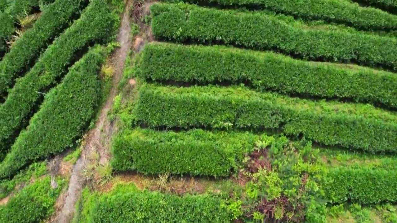 一座绿油油的茶山视频下载