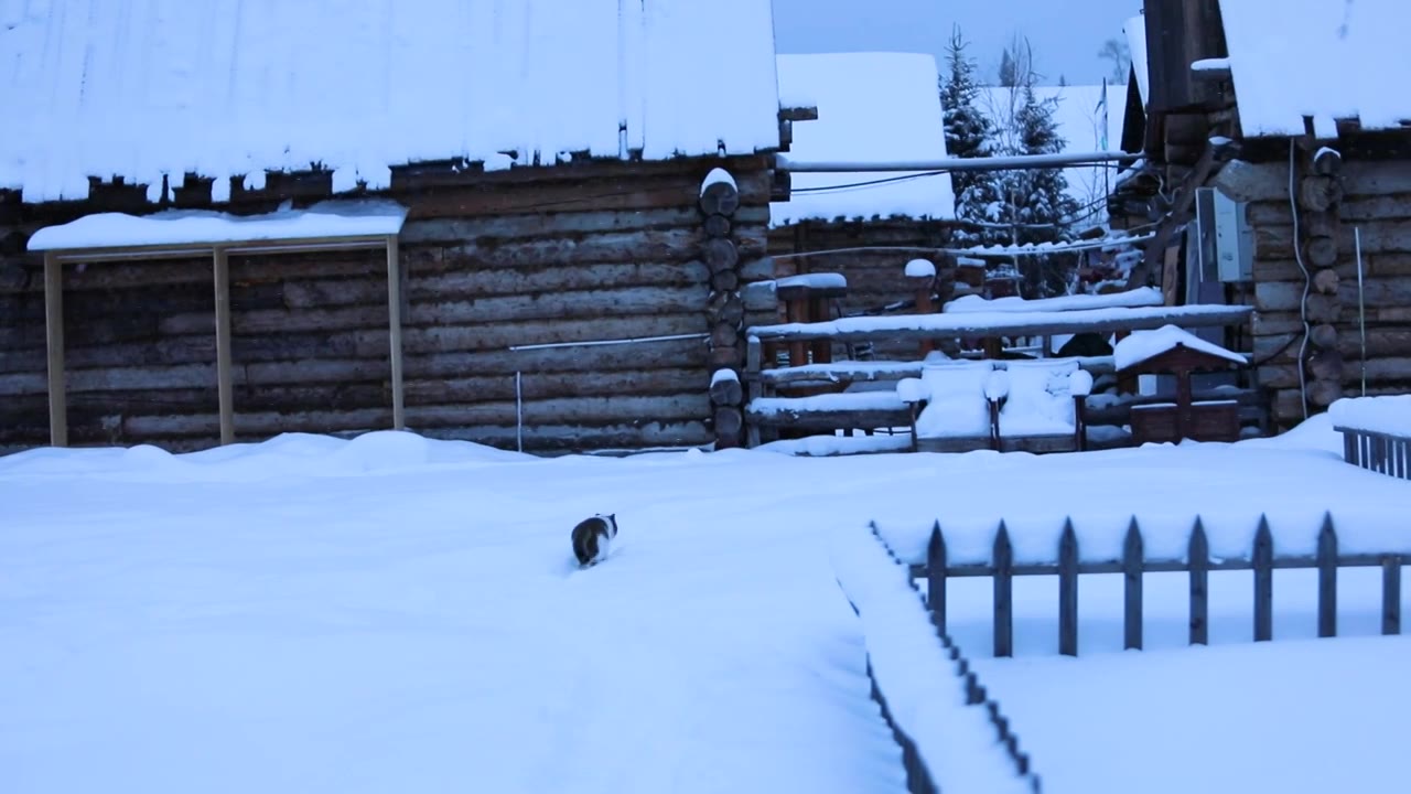 雪景里的新疆喀纳斯小镇的木屋和猫视频下载