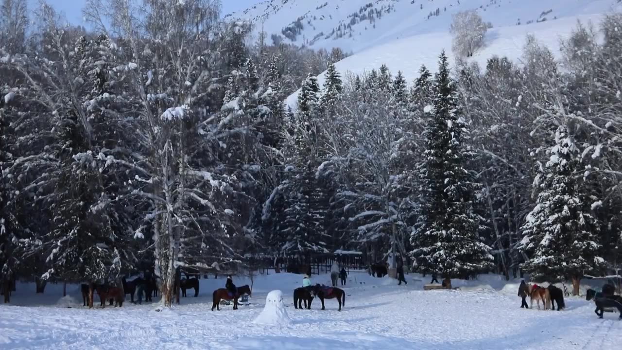 新疆禾木的雪景和马视频素材