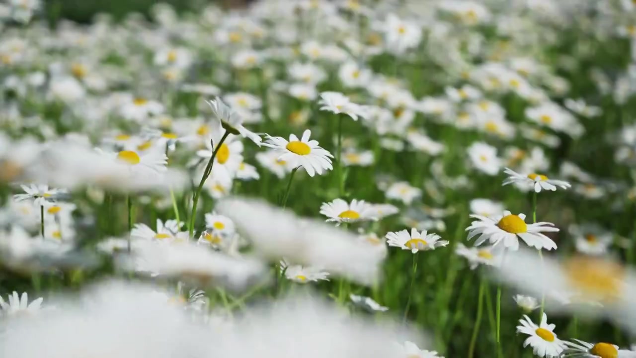 小雏菊特写视频素材