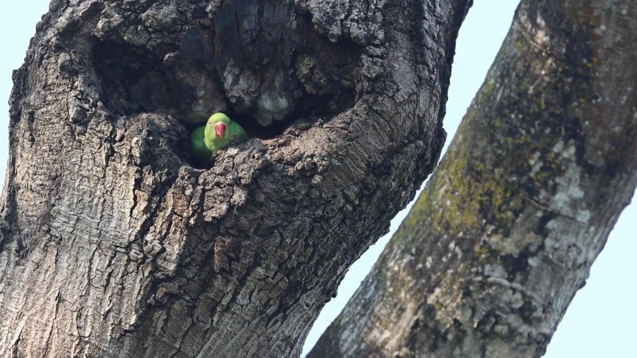 野生红领绿鹦鹉幼鸟探出树洞视频素材