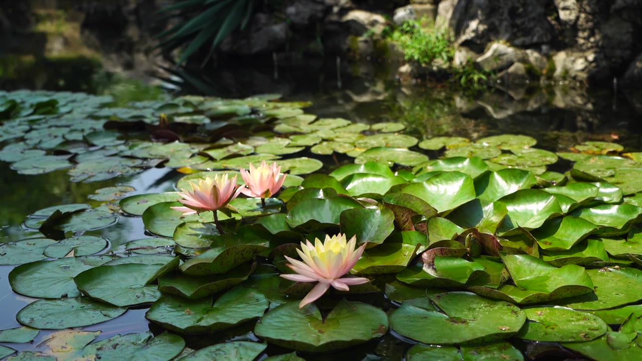 夏日荷塘里睡莲光影风光视频素材