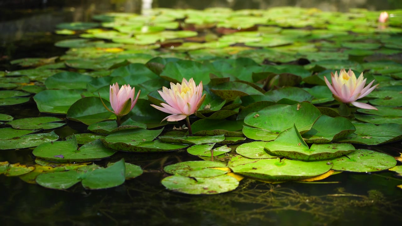 夏日荷塘睡莲的莲花莲叶光影风景视频素材