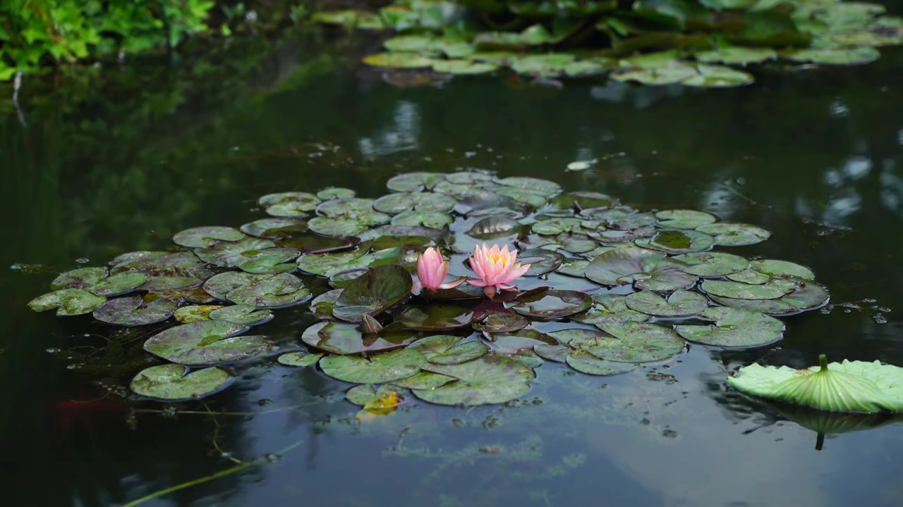 夏日荷塘睡莲的莲花莲叶风景视频素材