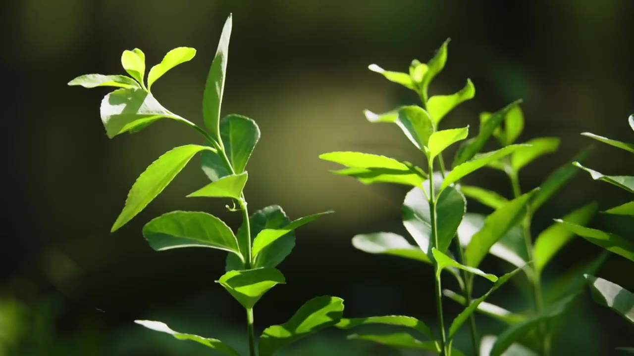 阳光下的树叶，阳光下的绿叶视频素材