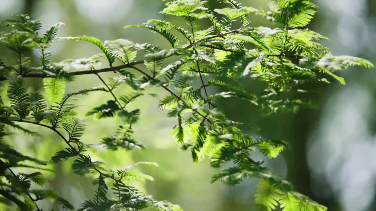 阳光下的树叶，阳光下的绿叶视频素材