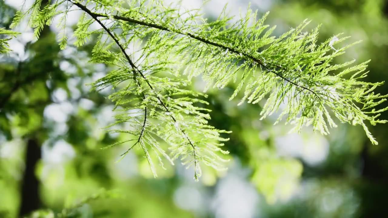 阳光下的树叶，阳光下的绿叶视频素材