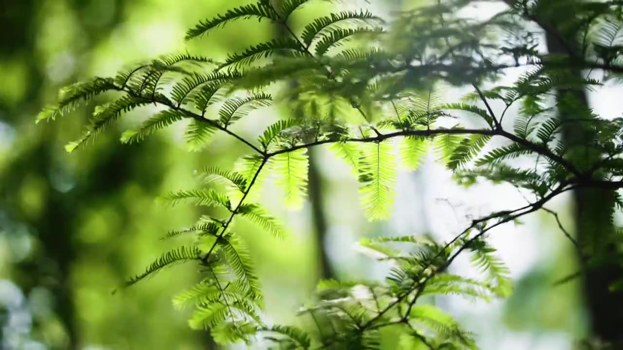 阳光下的树叶，阳光下的绿叶视频素材