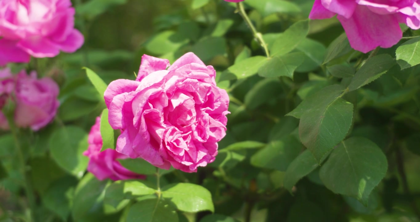 夏日盛开月季花视频素材