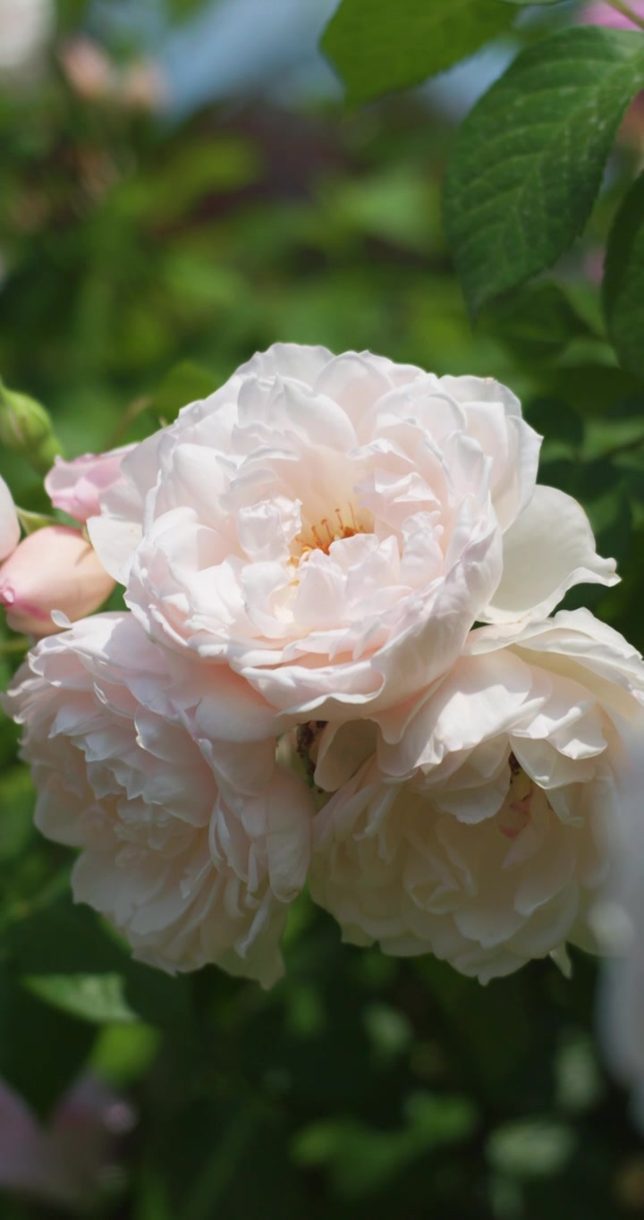 夏日盛开月季花视频素材