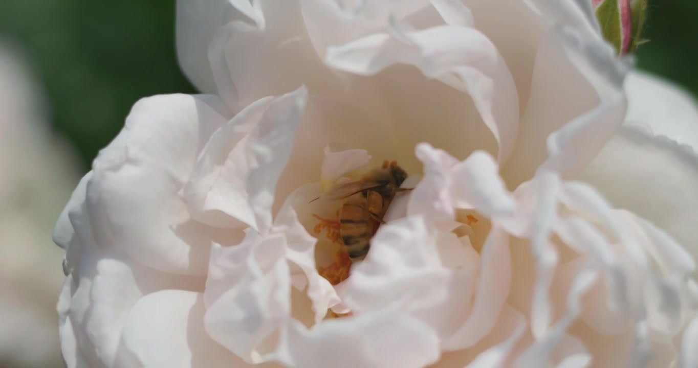 夏日盛开月季花视频素材