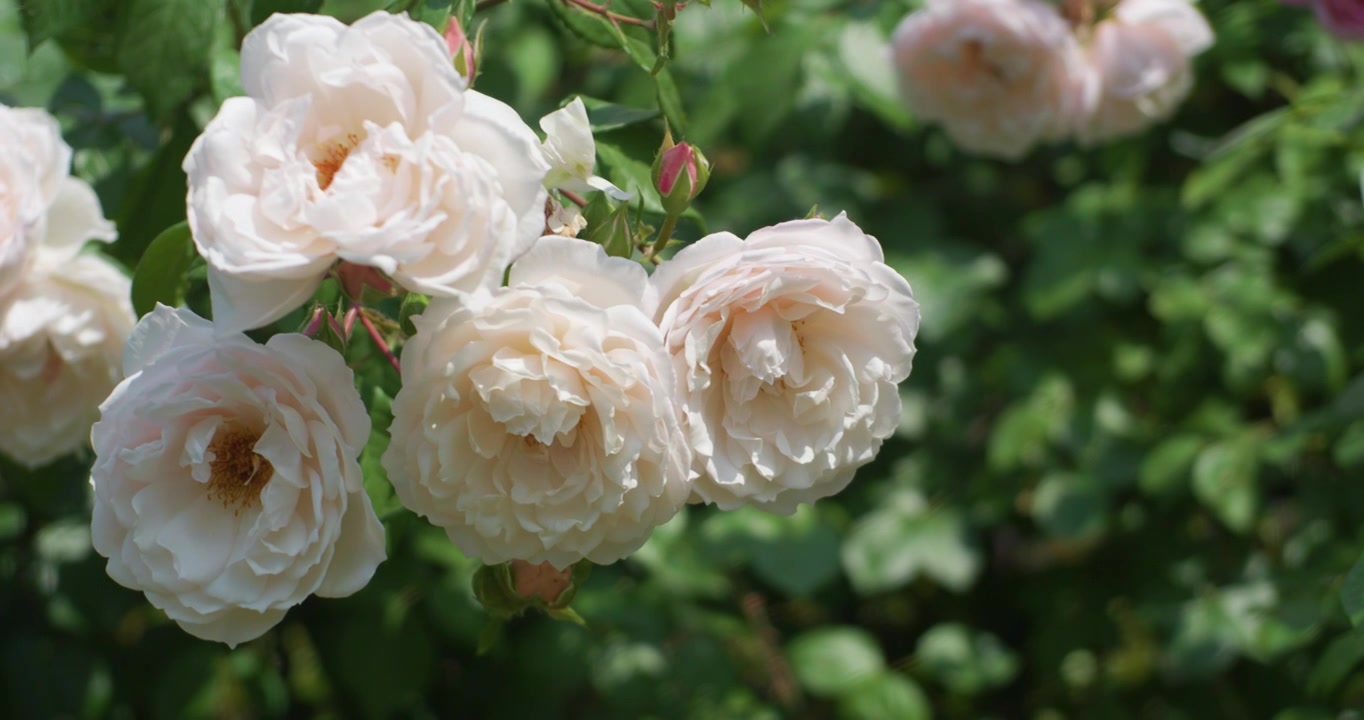 夏日盛开月季花视频素材