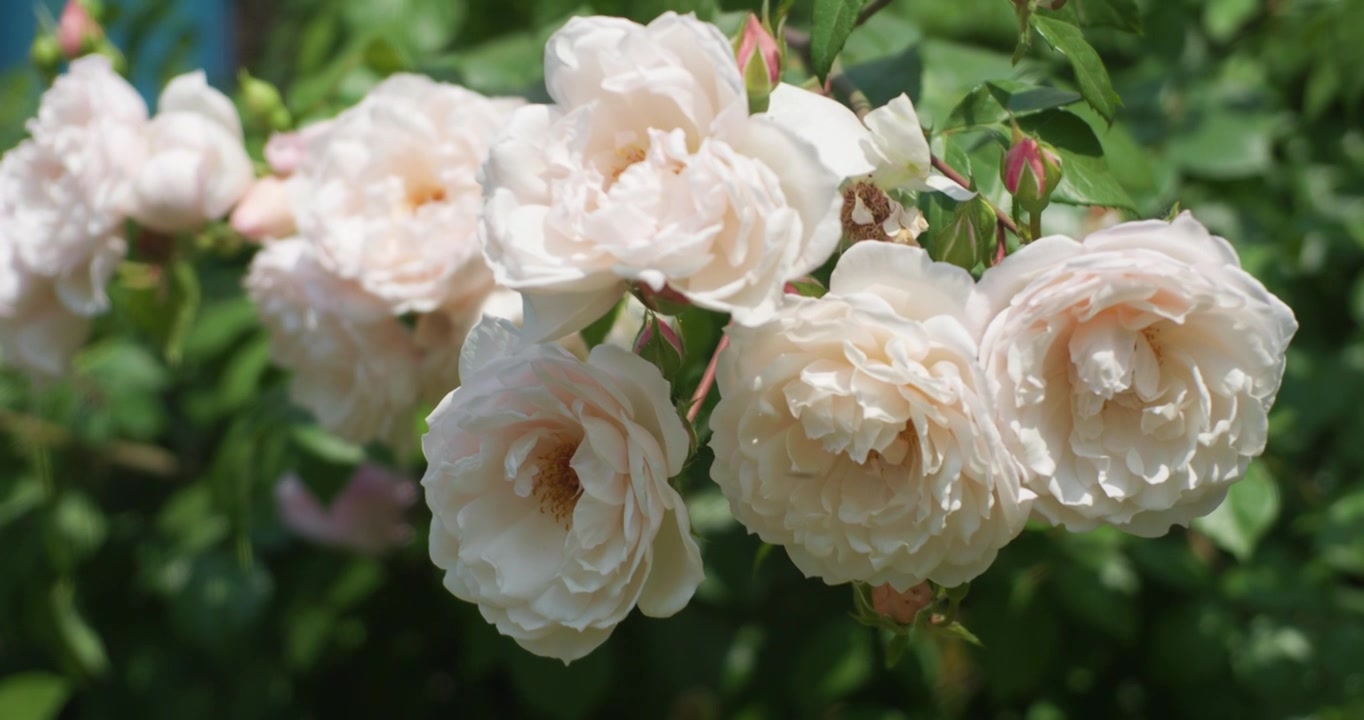 夏日盛开月季花视频素材