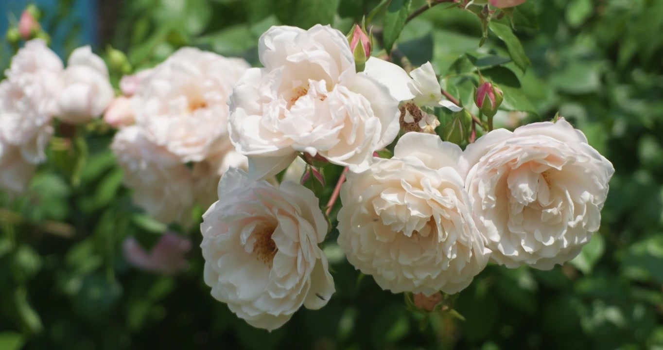 夏日盛开月季花视频素材