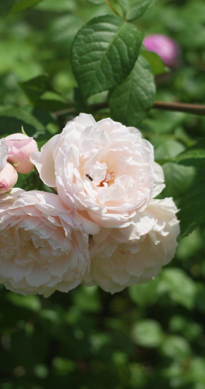 夏日盛开月季花视频素材