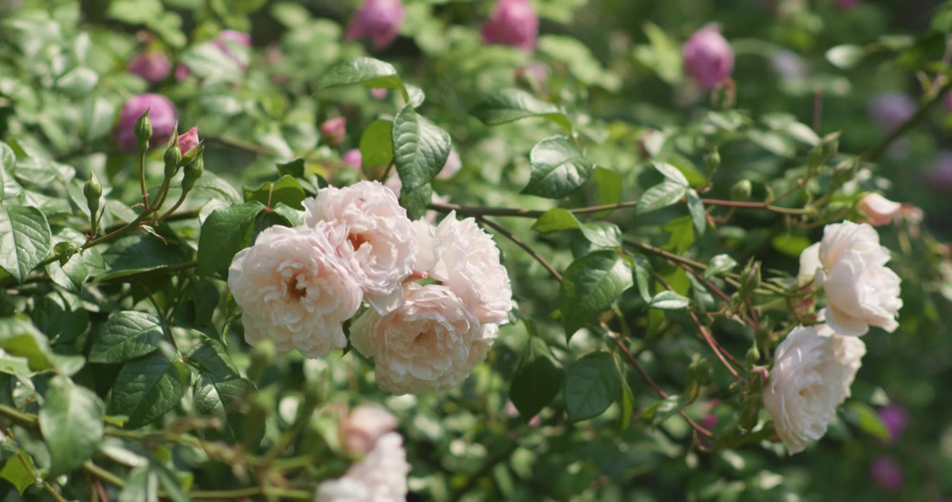 夏日盛开月季花视频素材