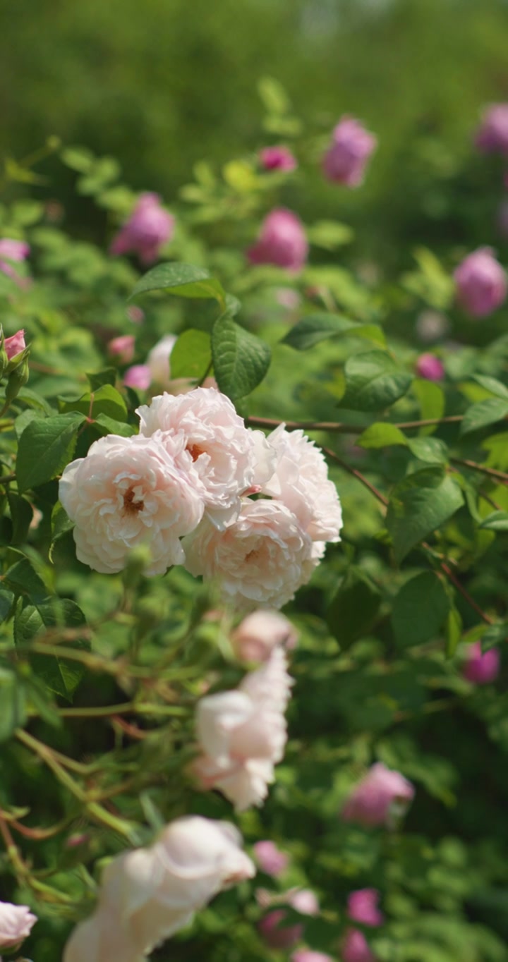 夏日盛开月季花视频素材