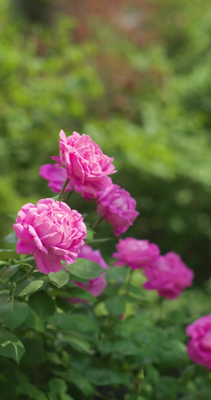 夏日盛开月季花视频素材