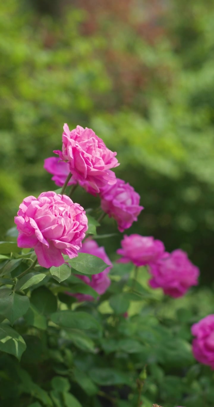 夏日盛开月季花视频素材