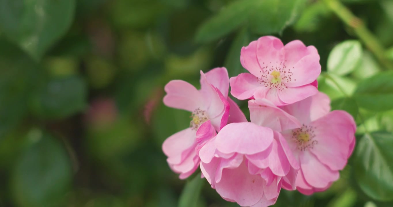 夏日盛开月季花视频素材