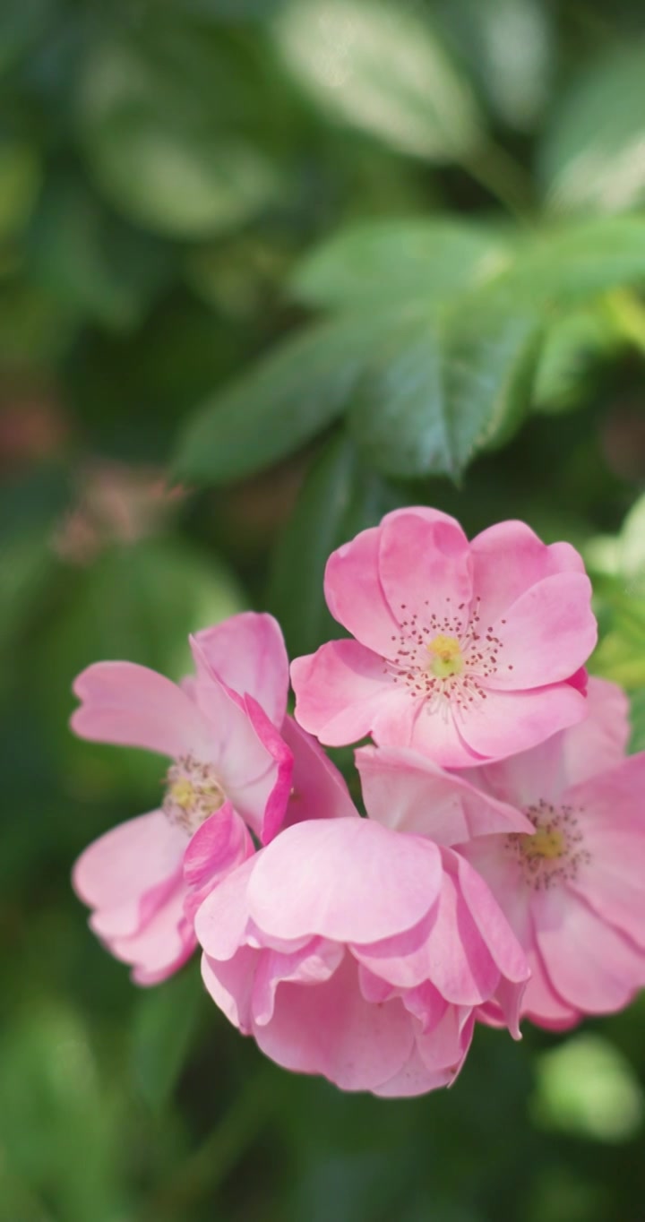 夏日盛开月季花视频素材