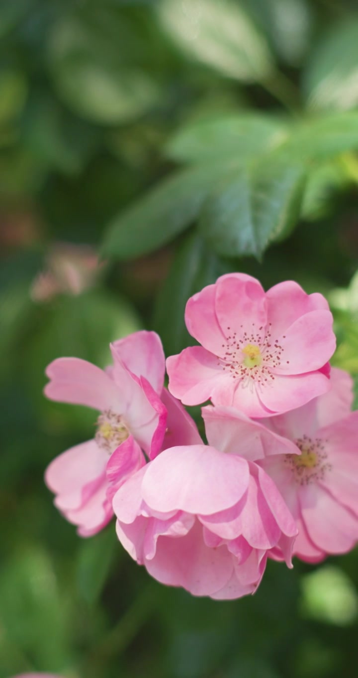 夏日盛开月季花视频素材