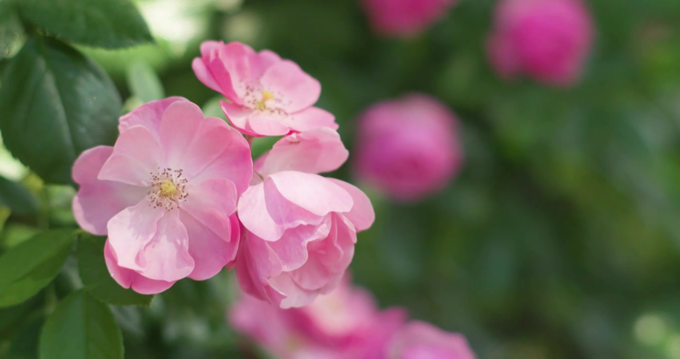 夏日盛开月季花视频素材