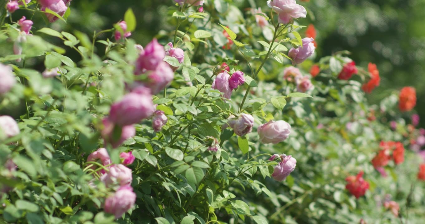 夏日盛开月季花视频素材