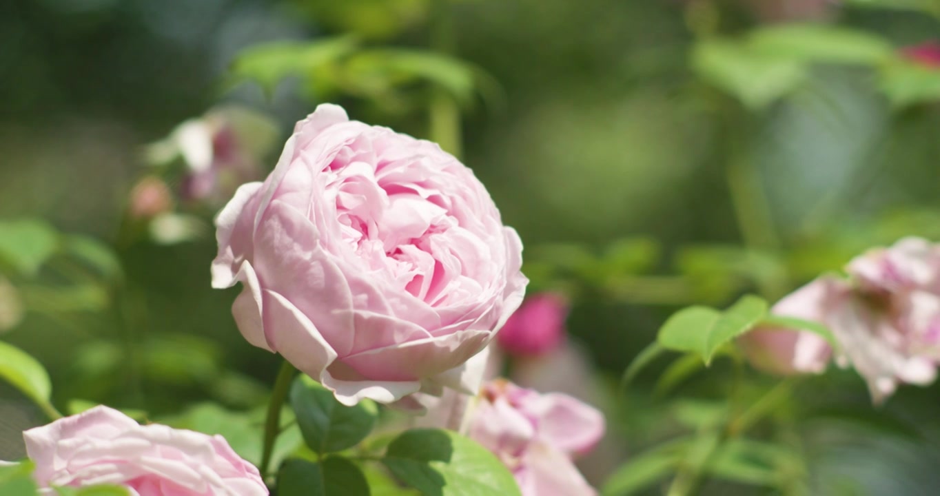 夏日盛开月季花视频素材