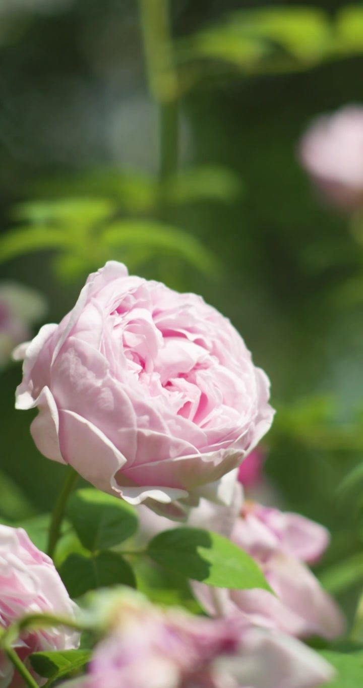 夏日盛开月季花视频素材