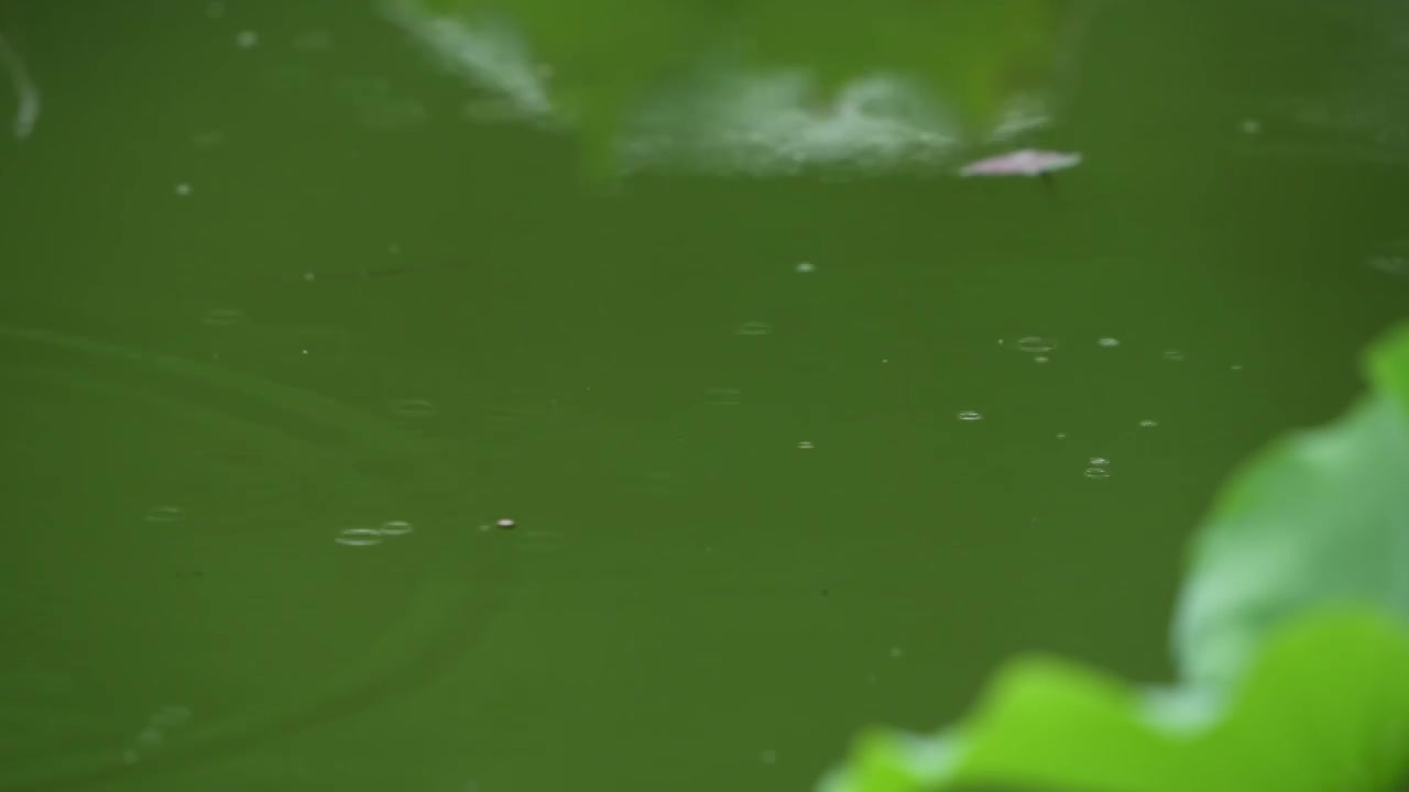 雨滴落在荷塘里视频素材