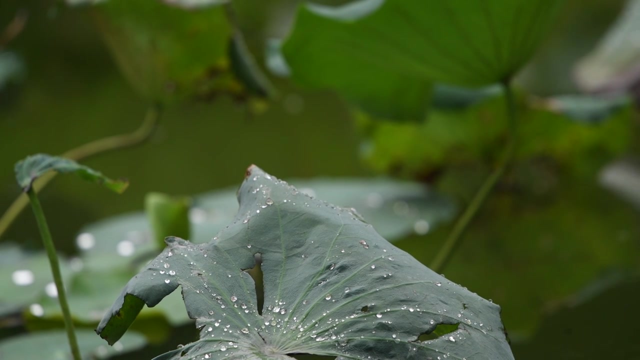 雨滴落在荷塘里视频素材