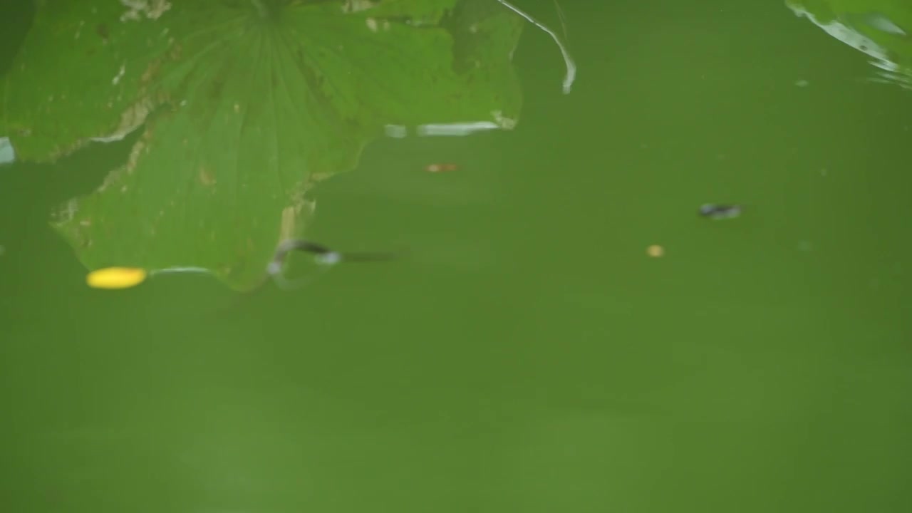 雨天荷塘水面水滴落下视频素材