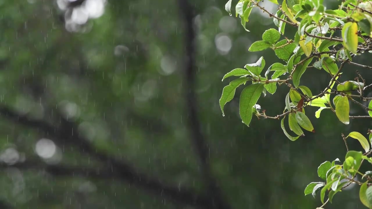 下雨天沾满水滴的桂花树叶视频素材