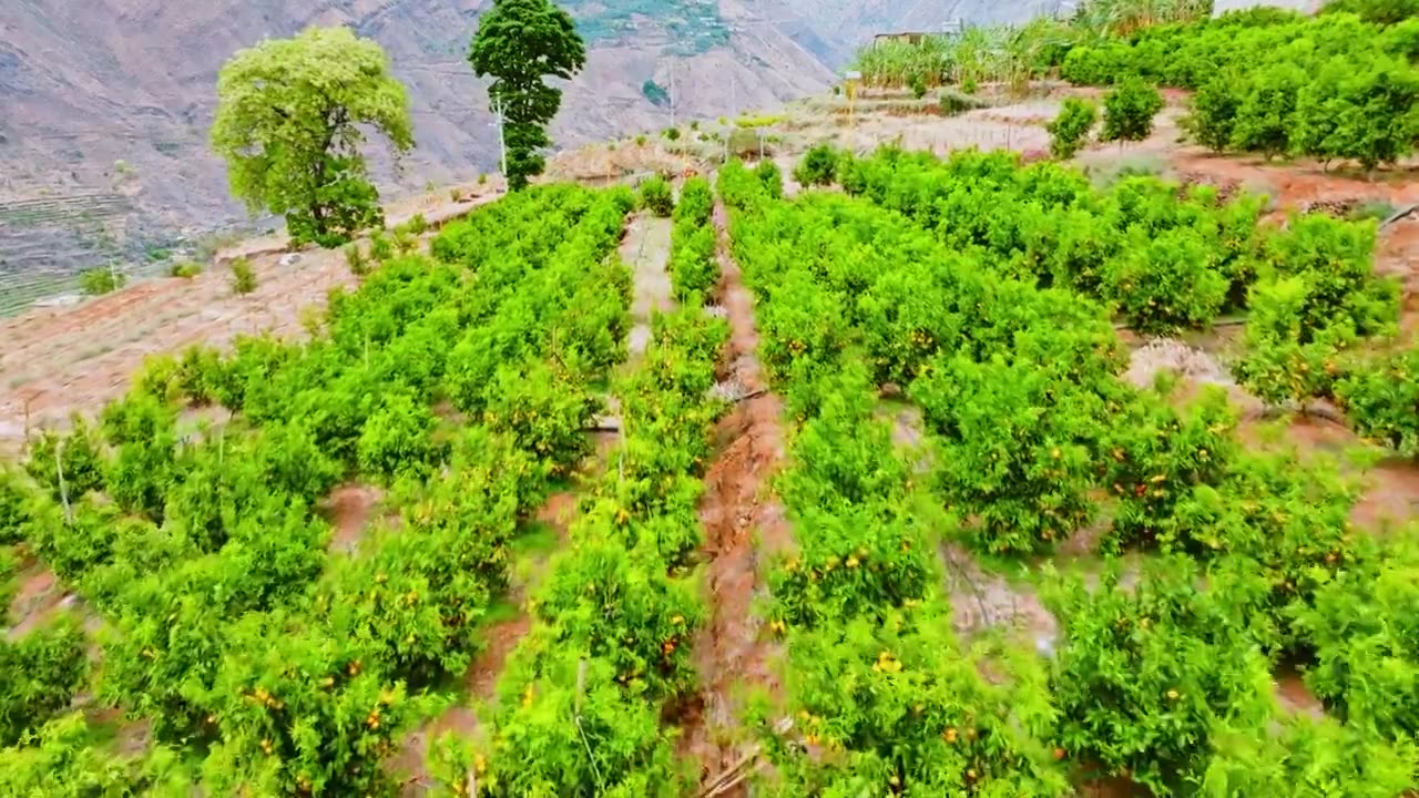 云南丽江宁蒗金棉乡龙通村沃柑种植基地航拍视频素材