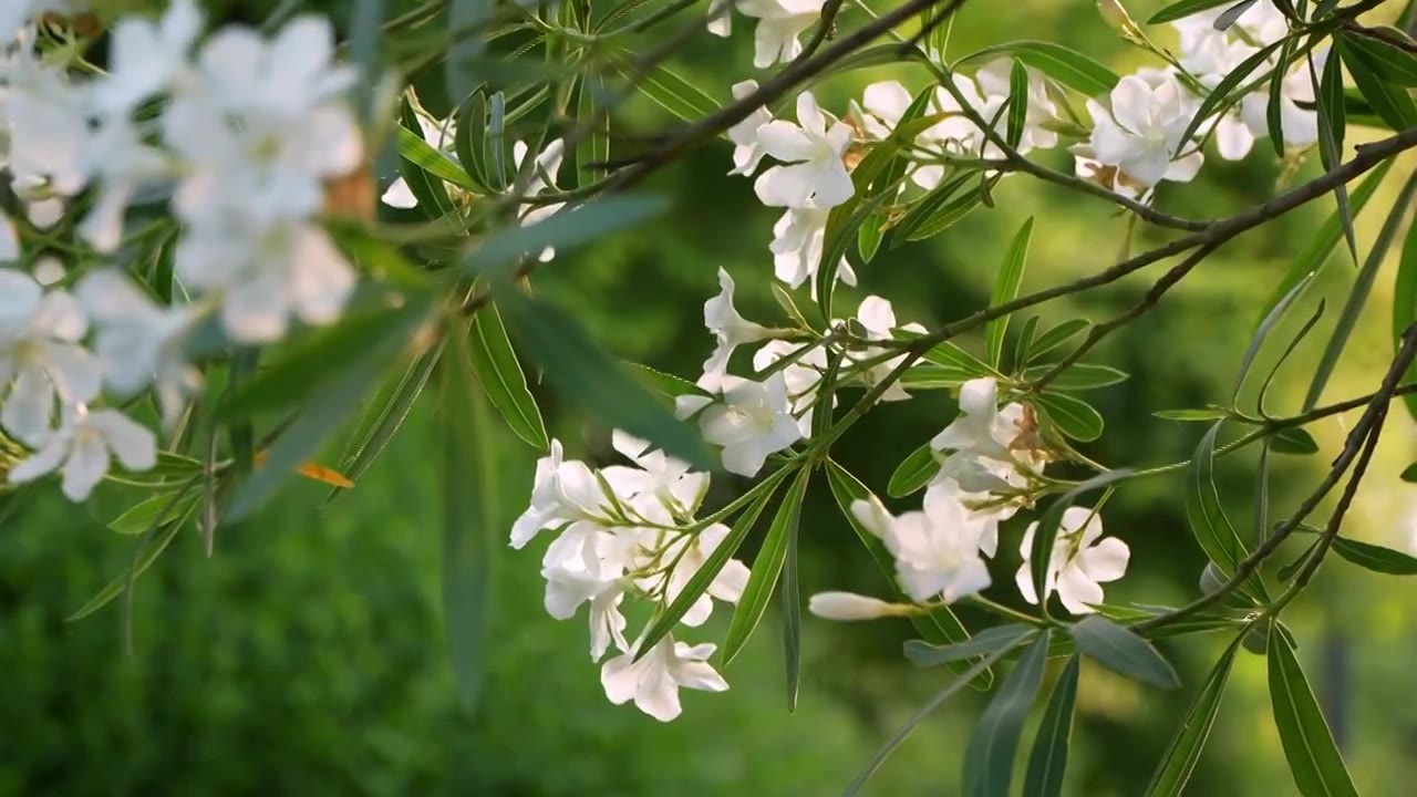 夏天清晨公园里白色的夹竹桃花盛开视频素材