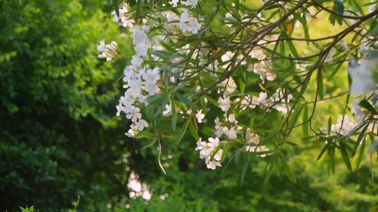 夏天清晨公园里白色的夹竹桃花盛开视频素材