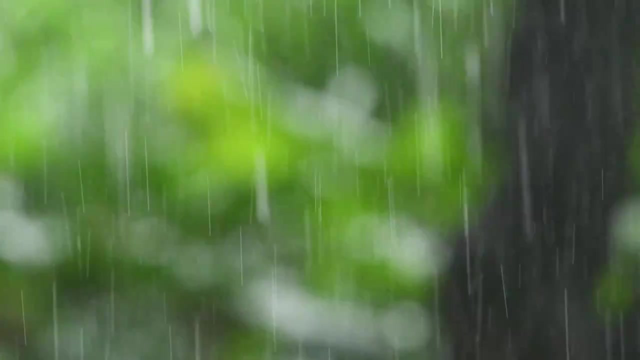 暴雨在散焦的绿色森林的背景上视频素材