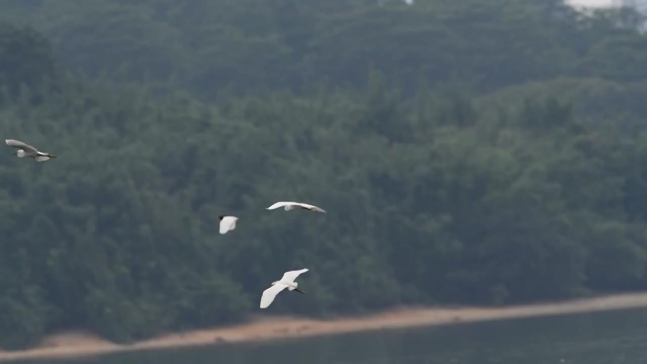 一群白鹭在空中飞翔视频素材