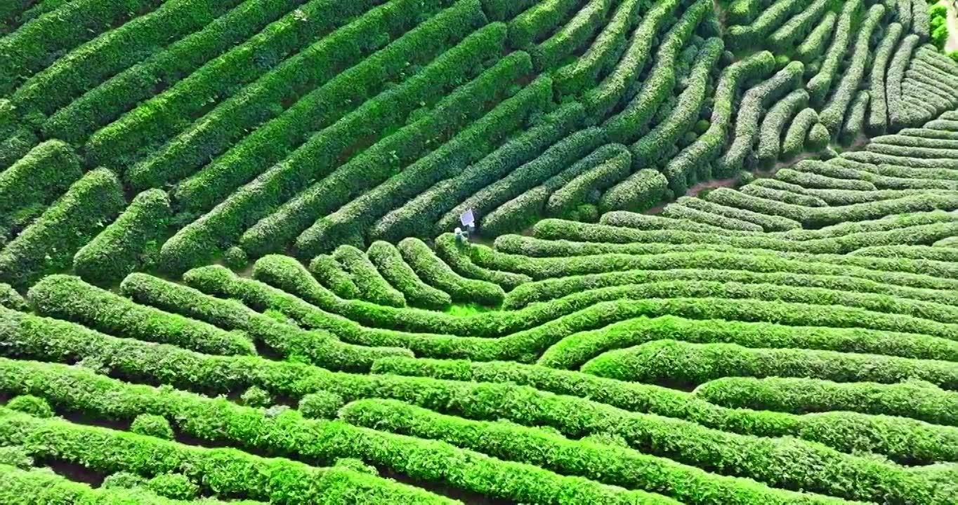 春天杭州山上的绿色茶园梯田视频素材