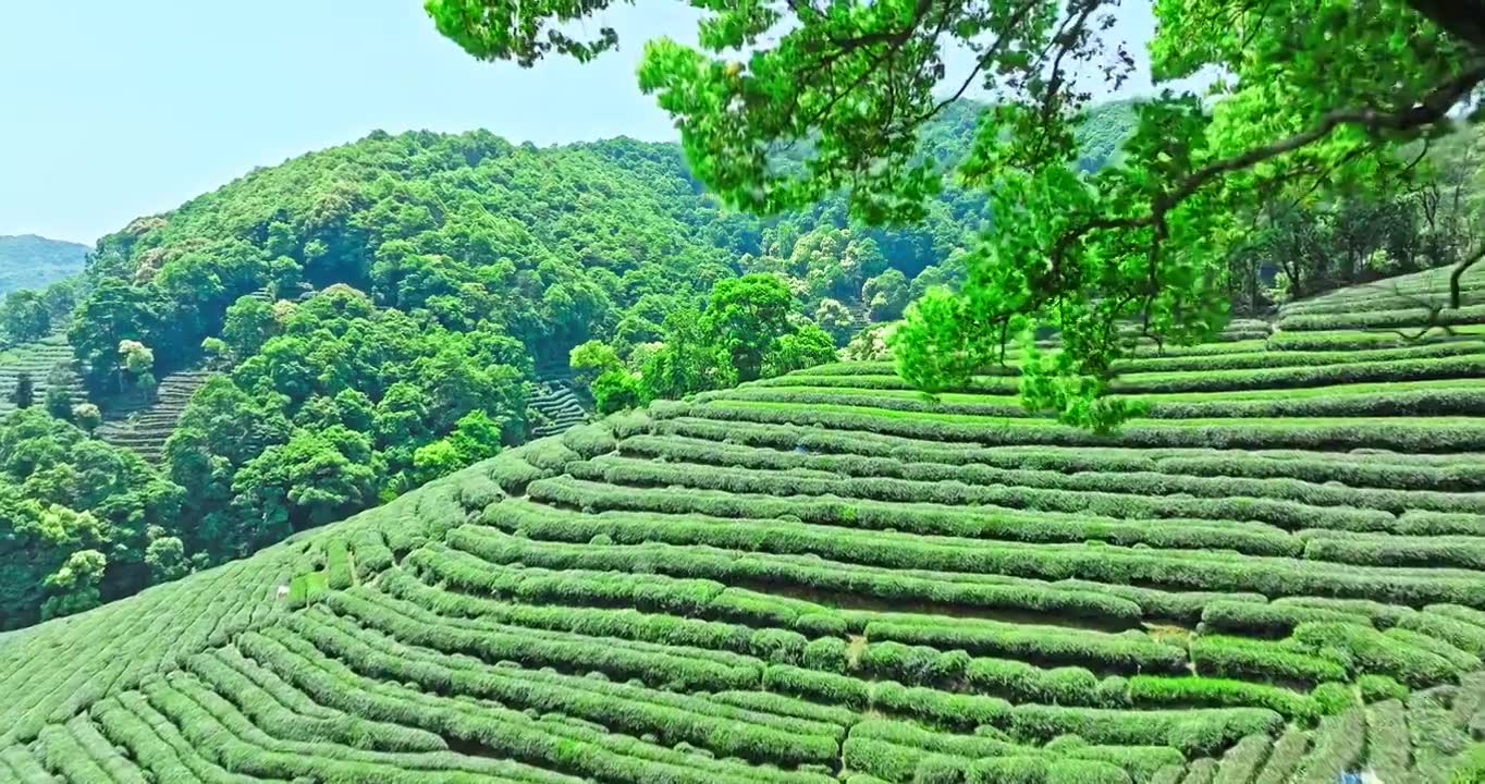 春天山上的绿色茶园梯田视频素材